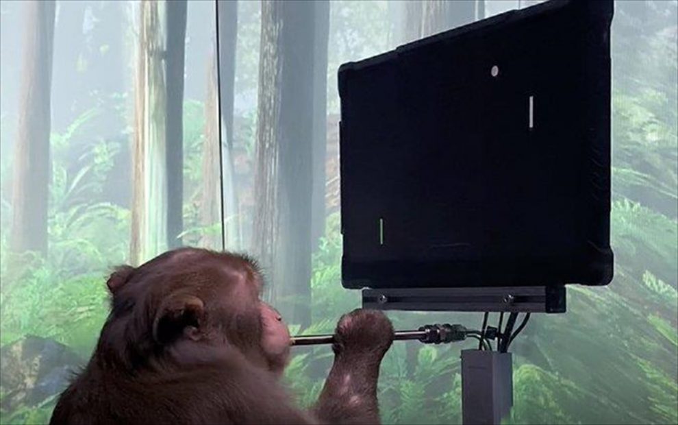 Mαϊμού κατορθώνει να παίξει Pong με τη σκέψη