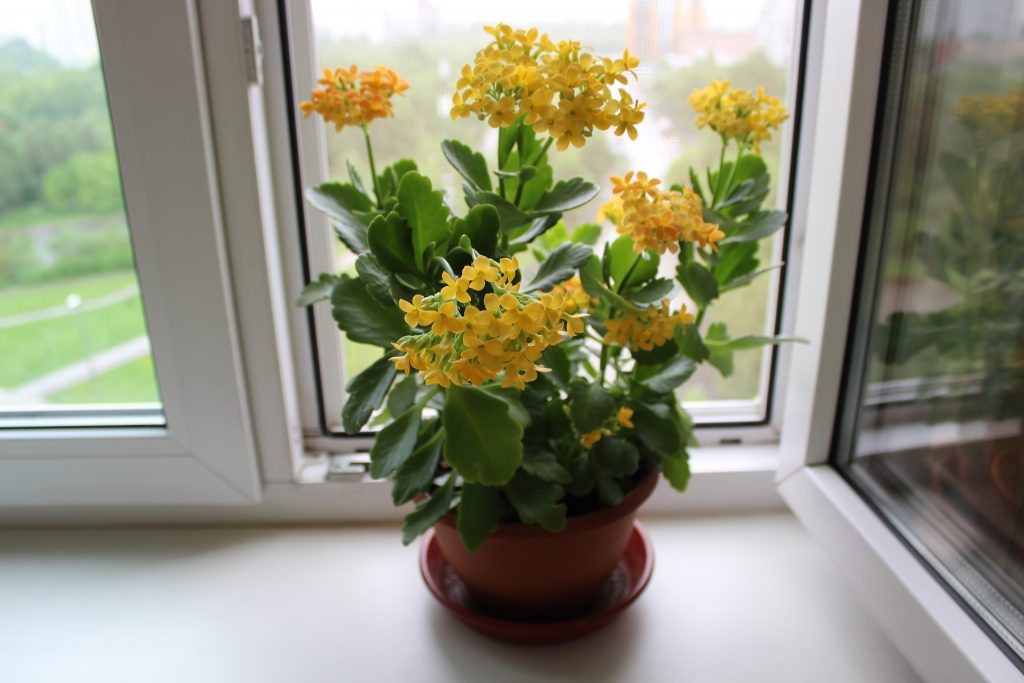 Φυτό Kalanchoe