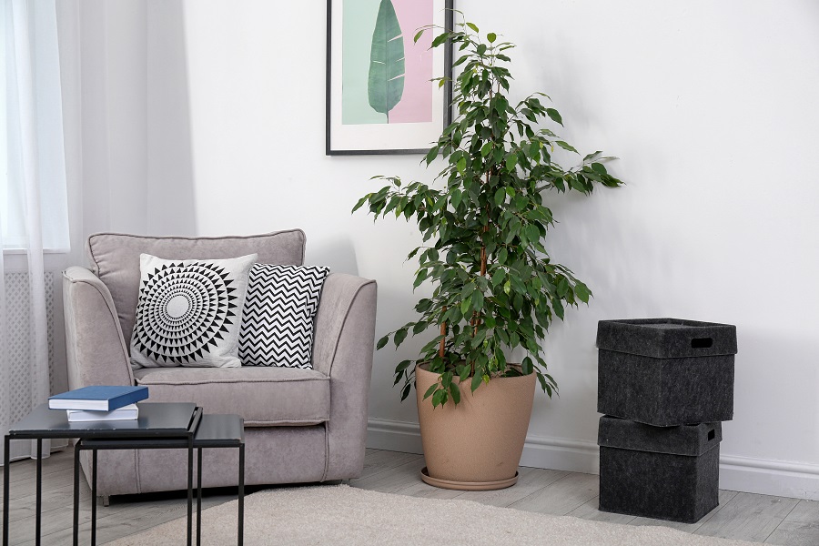 Ficus Audrey